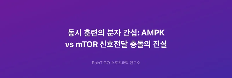 동시 훈련의 분자 간섭: AMPK vs mTOR 신호전달 충돌의 진실